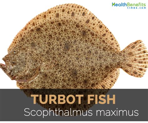 turbot fish facts.